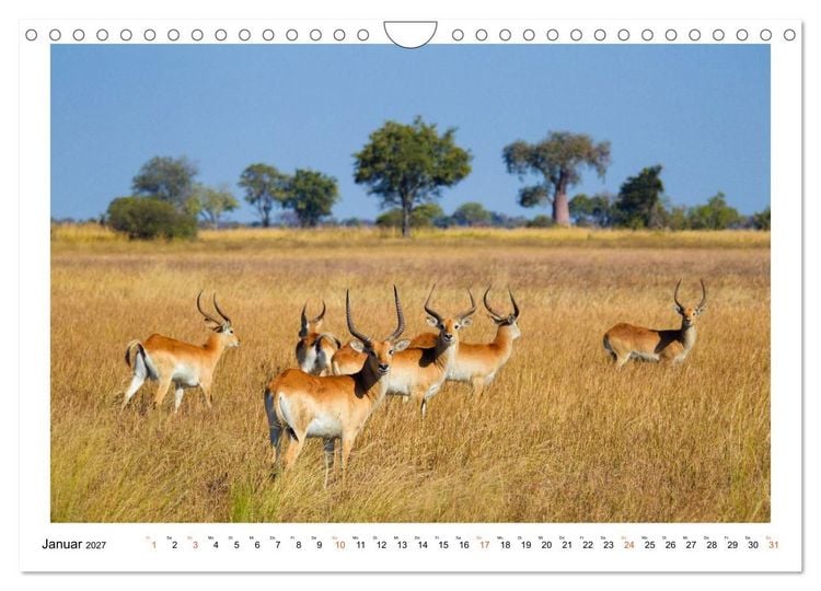 Produktbild: Afrika Wildlife-Fotografien (Wandkalender 2027 DIN A4 quer), CALVENDO Monatskalender