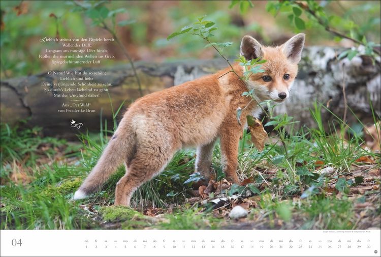 Produktbild: Der deutsche Wald - Ein literarischer Spaziergang Kalender 2027 - Ein literarischer Spaziergang