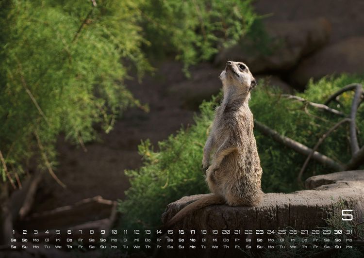 Produktbild: Erdm&auml;nnchen &ndash; Kleine W&auml;chter, gro&szlig;e Abenteuer! - 2027 - Kalender DIN A2