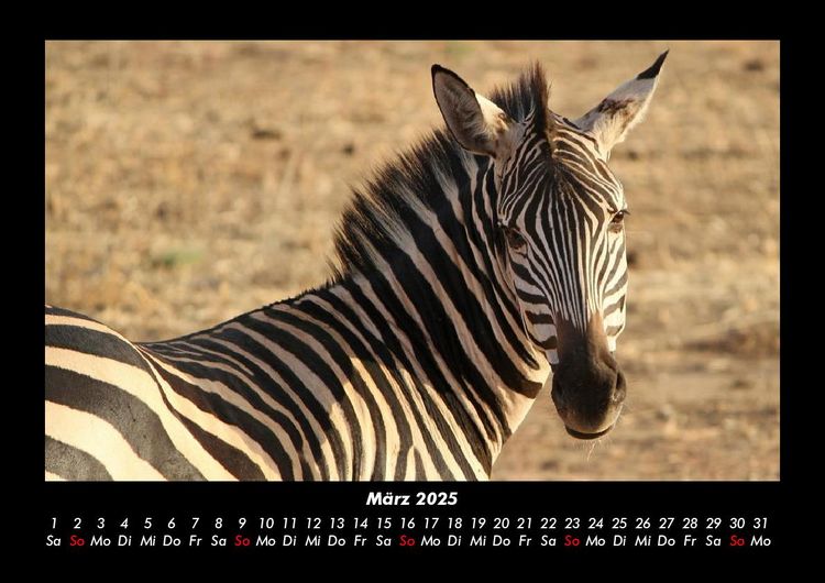 Produktbild: Zebrazauber 2025 Fotokalender DIN A3