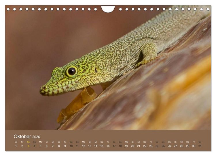 Produktbild: Madagaskars wundersame Tierwelt (Wandkalender 2026 DIN A4 quer), CALVENDO Monatskalender