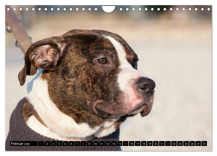 Produktbild: Pit Bull und Co. - Geliebt, gef&uuml;rchtet, missverstanden (Wandkalender 2026 DIN A4 quer), CALVENDO Monatskalender