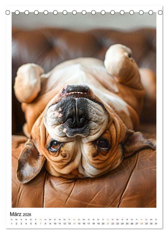 Produktbild: Englische Bulldogge - sanfter Kumpel (Tischkalender 2026 DIN A5 hoch), CALVENDO Monatskalender