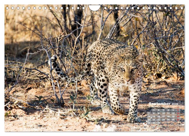 Produktbild: Namibia, Sch&ouml;nheit und Vielfalt (Wandkalender 2026 DIN A4 quer), CALVENDO Monatskalender