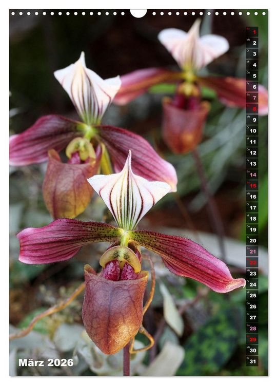 Produktbild: Freude an Orchideen (Wandkalender 2026 DIN A3 hoch), CALVENDO Monatskalender