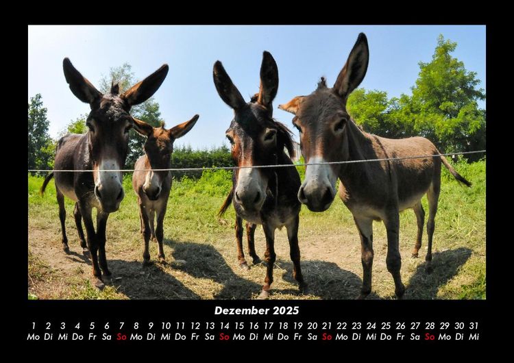 Produktbild: Welt der Tiere 2025 Fotokalender DIN A3