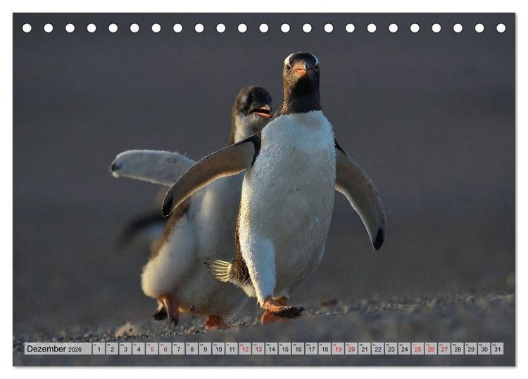 Produktbild: Pinguine der Falkland Inseln (Tischkalender 2026 DIN A5 quer), CALVENDO Monatskalender