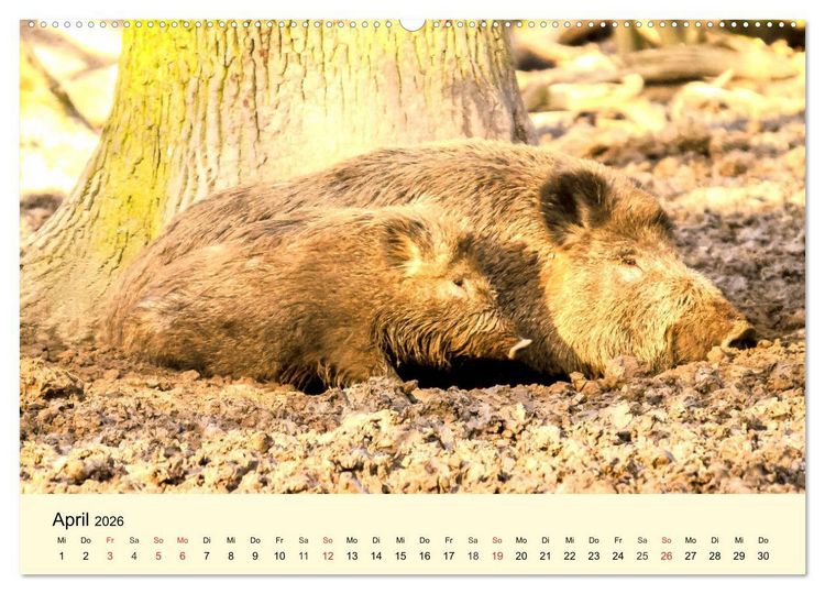 Produktbild: Scheue Wildtiere in heimischen W&auml;ldern und Bergen (hochwertiger Premium Wandkalender 2026 DIN A2 quer), Kunstdruck in Hochglanz