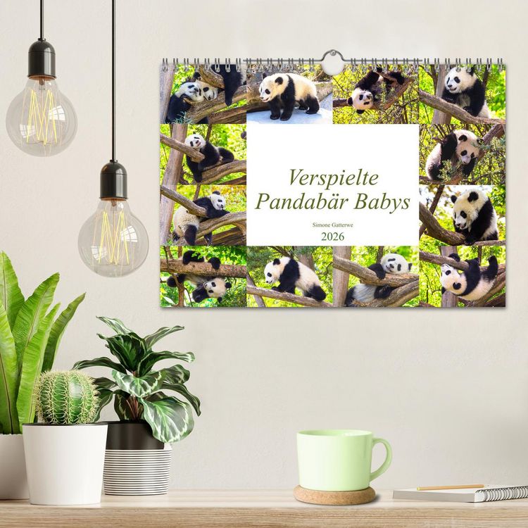 Produktbild: Pandab&auml;r Babys (Wandkalender 2026 DIN A4 quer), CALVENDO Monatskalender