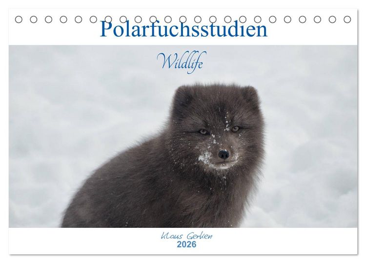 Produktbild: Polarfuchsstudien Wildlife (Tischkalender 2026 DIN A5 quer), CALVENDO Monatskalender