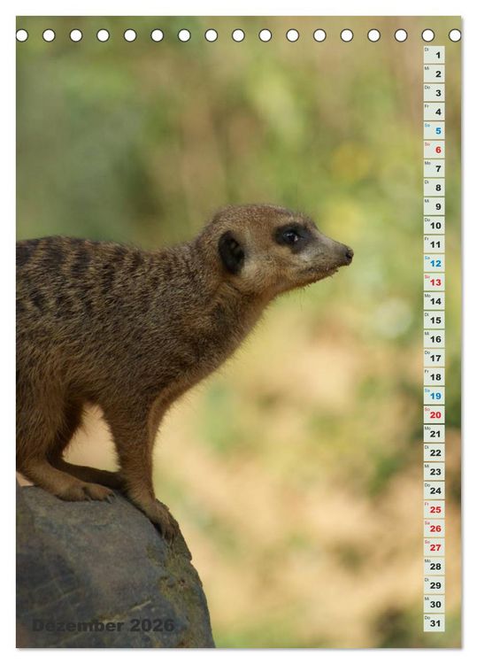 Produktbild: Erdm&auml;nnchen-Meerkats-Surikate (Tischkalender 2026 DIN A5 hoch), CALVENDO Monatskalender