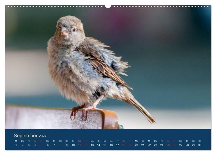 Produktbild: Spatzen-Kalender (hochwertiger Premium Wandkalender 2027 DIN A2 quer), Kunstdruck in Hochglanz