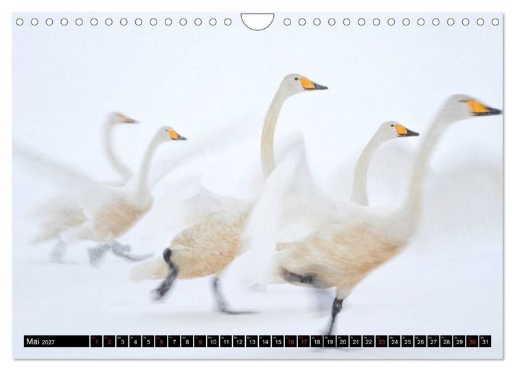 Produktbild: Japanische Vogelwelt im Winter (Wandkalender 2027 DIN A4 quer), CALVENDO Monatskalender