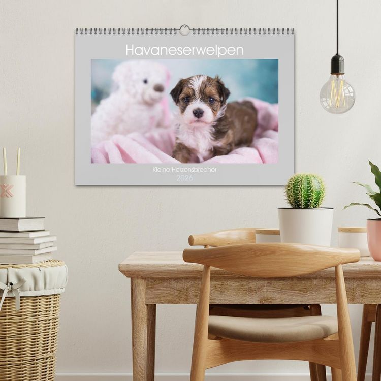 Produktbild: Havaneserwelpen - Kleine Herzensbrecher (Wandkalender 2026 DIN A3 quer), CALVENDO Monatskalender