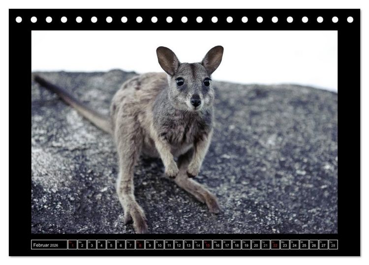 Produktbild: Australia Wildlife (Tischkalender 2026 DIN A5 quer), CALVENDO Monatskalender