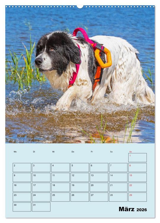 Produktbild: Familienplaner Landseer - Freund und Retter (hochwertiger Premium Wandkalender 2026 DIN A2 hoch), Kunstdruck in Hochglanz