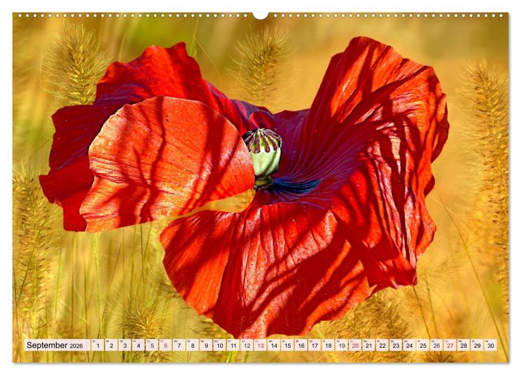 Produktbild: Mohnblumen. Leuchtender Liebreiz auf Wiesen und in G&auml;rten (Wandkalender 2026 DIN A2 quer), CALVENDO Monatskalender