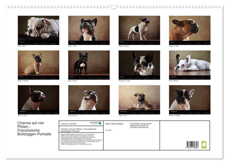 Produktbild: Charme auf vier Pfoten - Franz&ouml;sische Bulldoggen Portraits (Wandkalender 2026 DIN A2 quer), CALVENDO Monatskalender