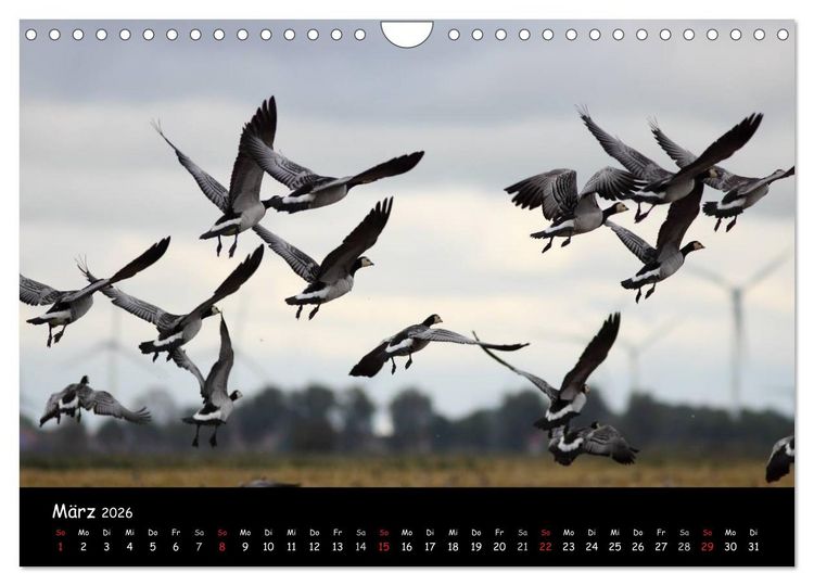 Produktbild: Schrei der Wildg&auml;nse (Wandkalender 2026 DIN A4 quer), CALVENDO Monatskalender