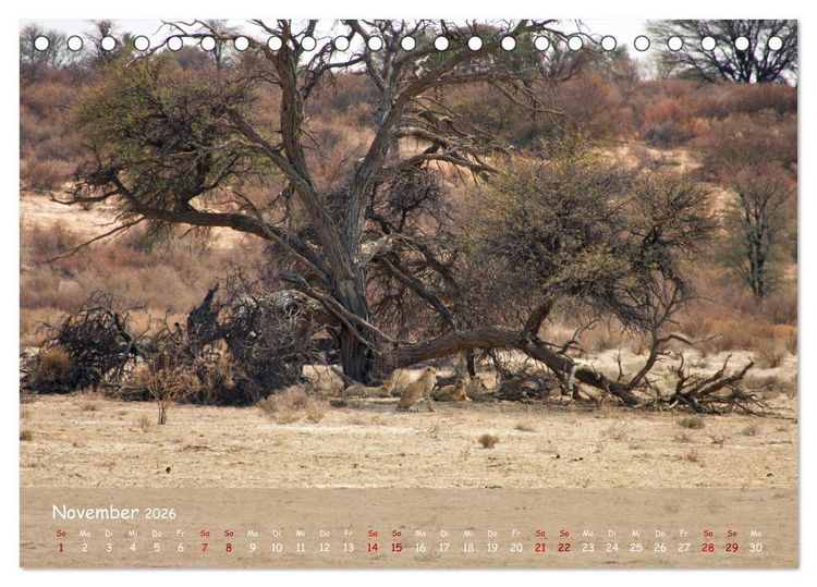Produktbild: Kgalagadi - Fauna und Wildtiere in der Kalahari (Tischkalender 2026 DIN A5 quer), CALVENDO Monatskalender
