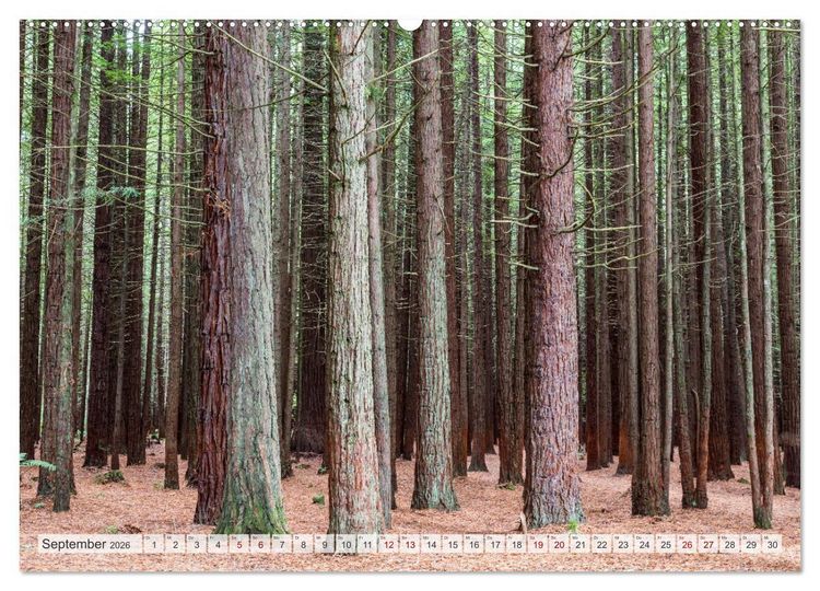 Produktbild: W&auml;lder der Welt (hochwertiger Premium Wandkalender 2026 DIN A2 quer), Kunstdruck in Hochglanz