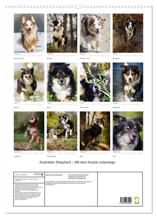 Produktbild: Australian Shepherd &ndash; Mit dem Aussie unterwegs (Wandkalender 2026 DIN A2 hoch), CALVENDO Monatskalender