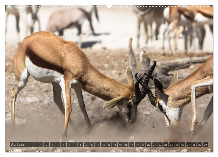 Produktbild: Wildes Namibia (Wandkalender 2026 DIN A2 quer), CALVENDO Monatskalender