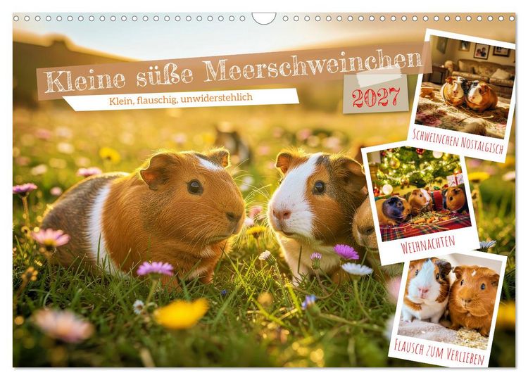 Produktbild: Kleine s&uuml;&szlig;e Meerschweinchen (Wandkalender 2027 DIN A3 quer), CALVENDO Monatskalender