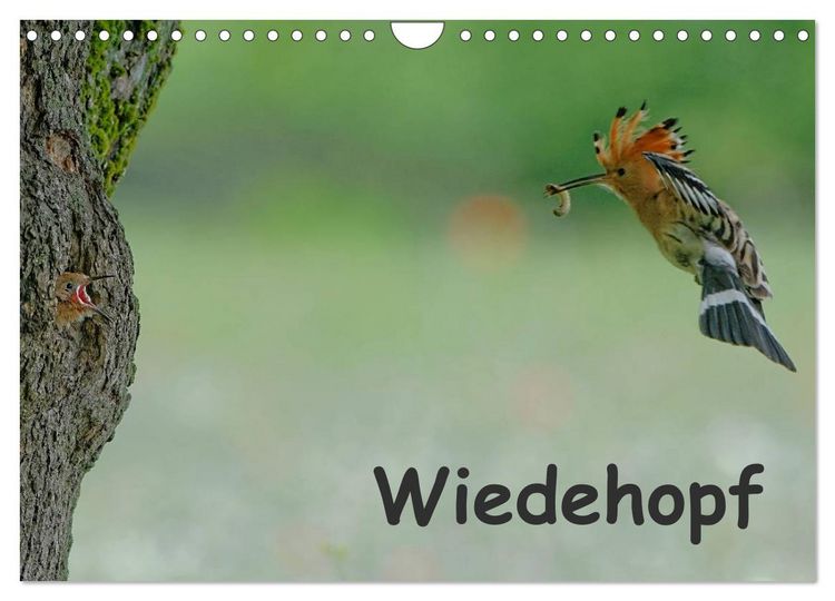 Produktbild: Wiedehopf (Wandkalender 2026 DIN A4 quer), CALVENDO Monatskalender