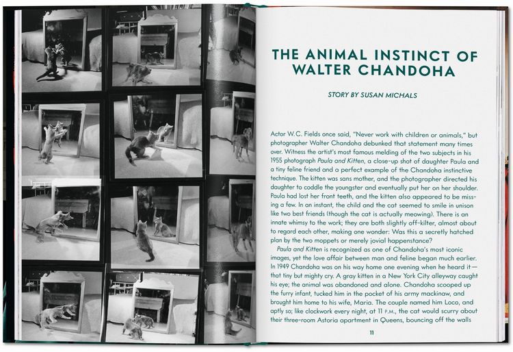 Produktbild: Walter Chandoha. Cats. Photographs 1942&ndash;2018