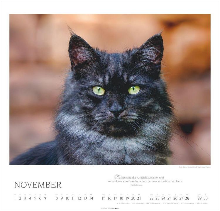 Produktbild: Katzen - Diven auf Samtpfoten Kalender 2027 - Diven auf Samtpfoten