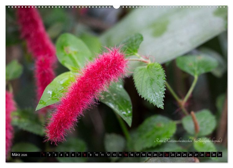 Produktbild: Zierbilder der Natur BLUMEN (Wandkalender 2026 DIN A2 quer), CALVENDO Monatskalender
