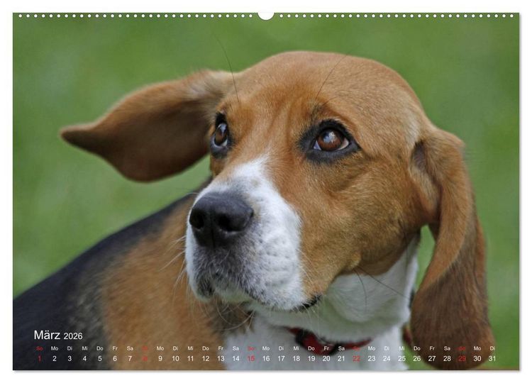 Produktbild: Beagle (hochwertiger Premium Wandkalender 2026 DIN A2 quer), Kunstdruck in Hochglanz