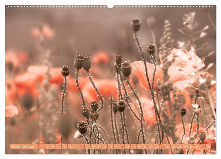 Produktbild: Mohnblumen - Fotografie mit Magie (hochwertiger Premium Wandkalender 2026 DIN A2 quer), Kunstdruck in Hochglanz