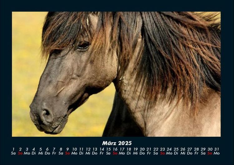 Produktbild: Die Welt der Pferde 2025 Fotokalender DIN A4