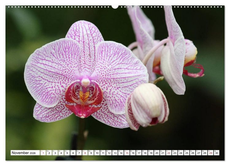 Produktbild: Prachtvolle Orchideen (hochwertiger Premium Wandkalender 2026 DIN A2 quer), Kunstdruck in Hochglanz