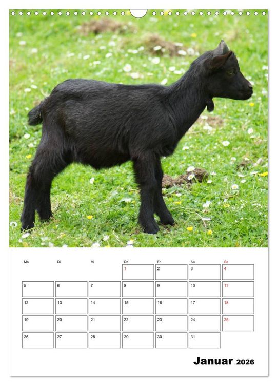 Produktbild: Ziegen Terminplaner (Wandkalender 2026 DIN A3 hoch), CALVENDO Monatskalender