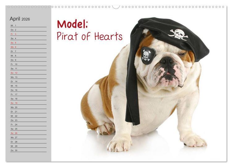 Produktbild: English Bulldog XXL Models (Wandkalender 2026 DIN A2 quer), CALVENDO Monatskalender