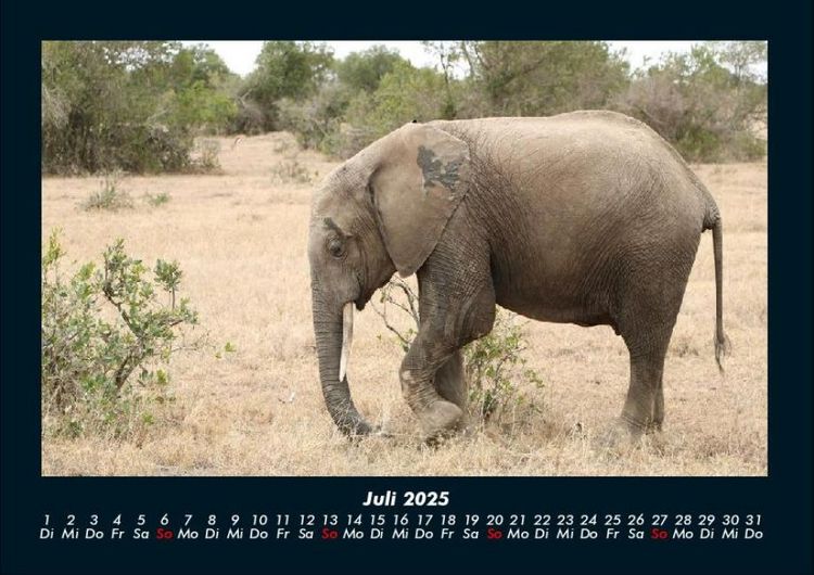 Produktbild: Elefanten 2025 Fotokalender DIN A4
