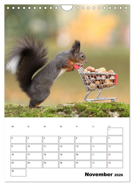 Produktbild: Die kleine Welt der Eichh&ouml;rnchen in Regensburg (Wandkalender 2026 DIN A4 hoch), CALVENDO Monatskalender