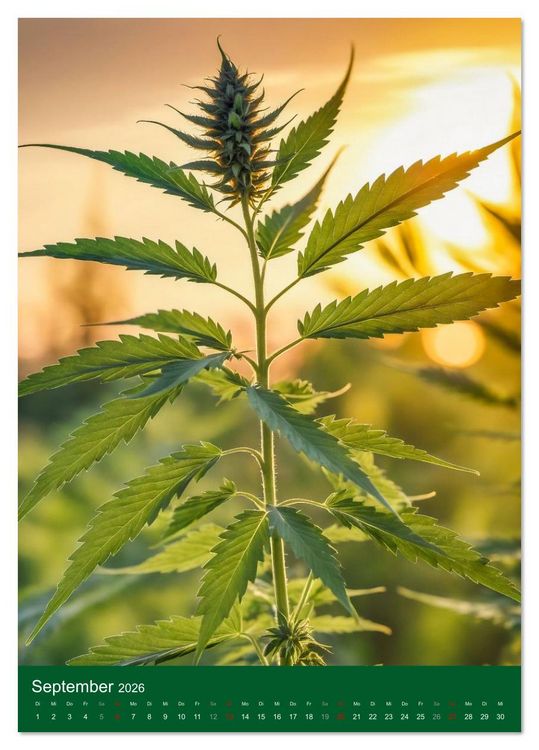 Produktbild: Grow your Year - Der Cannabis Kalender f&uuml;r Fans und Grower (Tischkalender 2026 DIN A5 hoch), CALVENDO Monatskalender