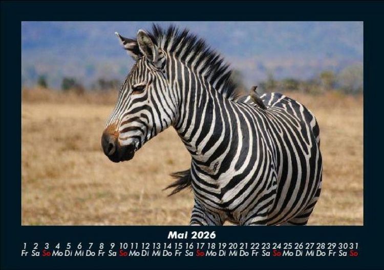 Produktbild: Zebrazauber 2026 Fotokalender DIN A5