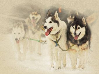 Produktbild: CALVENDO Puzzle Schlittenhunde | 1000 Teile Lege-Gr&ouml;&szlig;e 64x48cm Foto-Puzzle f&uuml;r gl&uuml;ckliche Stunden