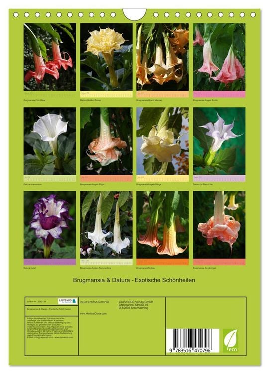 Produktbild: Brugmansia & Datura - Exotische Sch&ouml;nheiten (Wandkalender 2026 DIN A4 hoch), CALVENDO Monatskalender