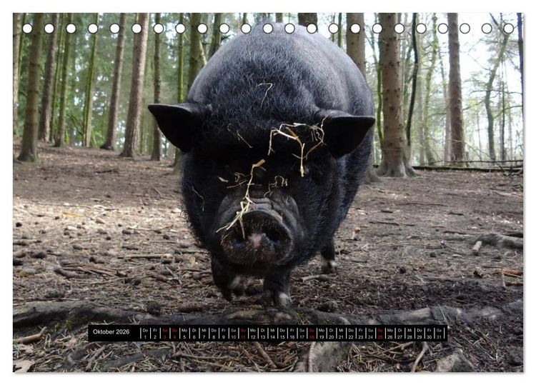 Produktbild: Schweinereien (Tischkalender 2026 DIN A5 quer), CALVENDO Monatskalender