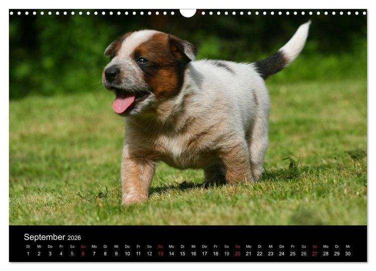 Produktbild: Australian Cattle Dog Welpen (Wandkalender 2026 DIN A3 quer), CALVENDO Monatskalender