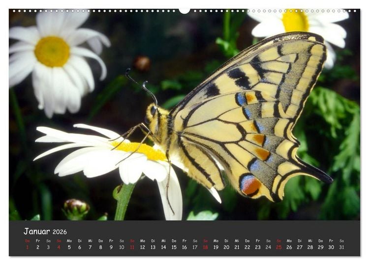Produktbild: Wundersch&ouml;ne Schmetterlinge (hochwertiger Premium Wandkalender 2026 DIN A2 quer), Kunstdruck in Hochglanz