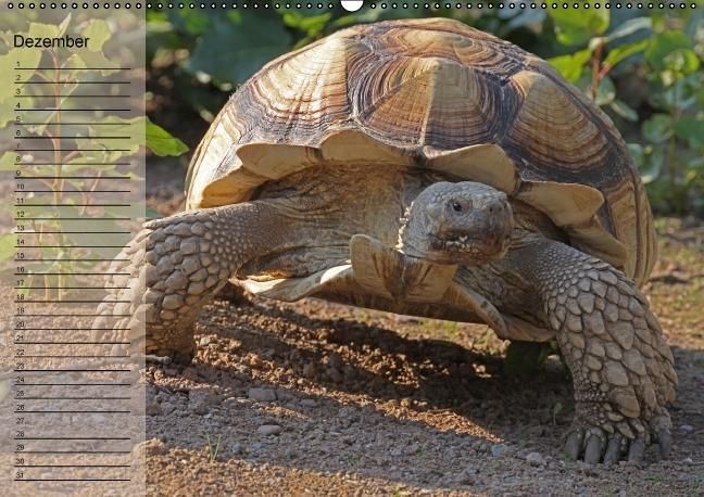 Produktbild: Schildkr&ouml;ten Geburtstagskalender (Wandkalender immerw&auml;hrend DIN A2 quer)