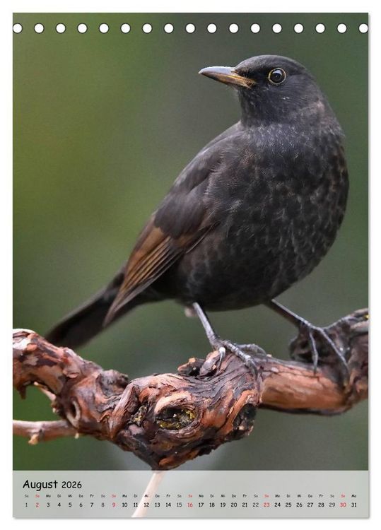 Produktbild: V&ouml;gel im heimischen Garten (Tischkalender 2026 DIN A5 hoch), CALVENDO Monatskalender