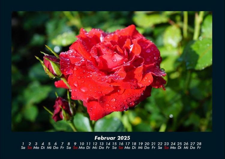 Produktbild: Rosentraum 2025 Fotokalender DIN A4